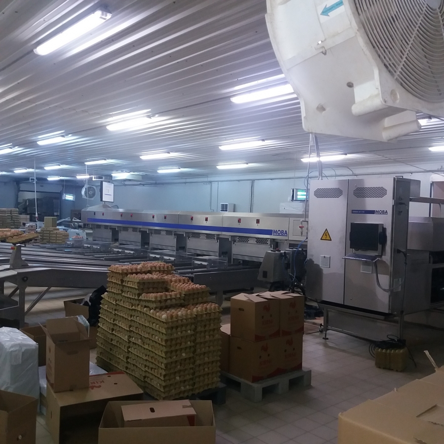 Kıbrıs Mustafa Hacı Ali İşletmeleri'nde yeni MOBA Yumurta Tasnif ve Paketleme Makinesi 