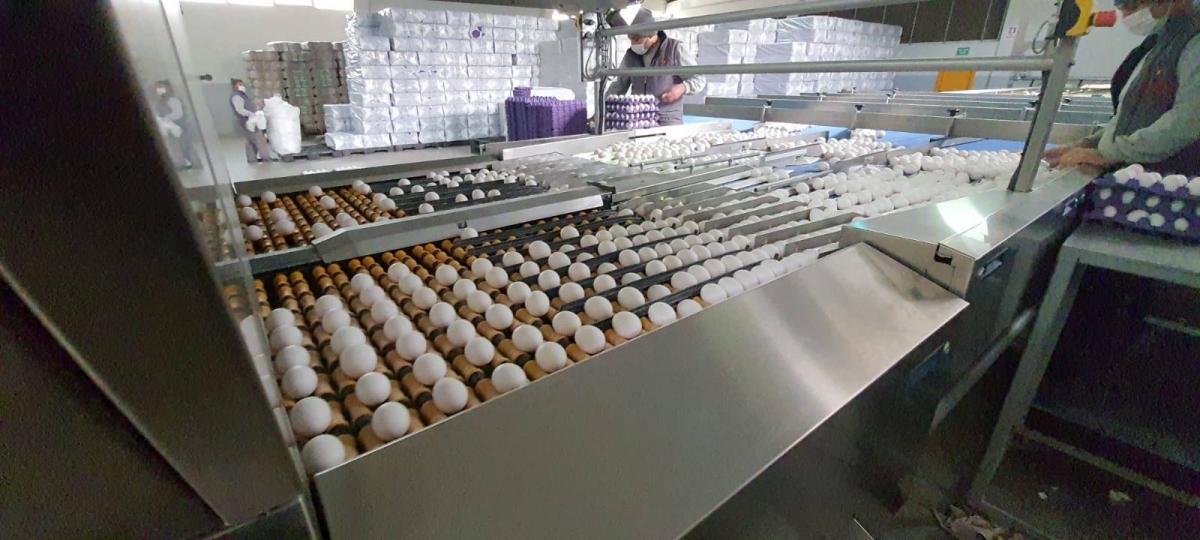 MOBA 180.000'lik yumurta tasnif ve paketleme makinemiz devrede